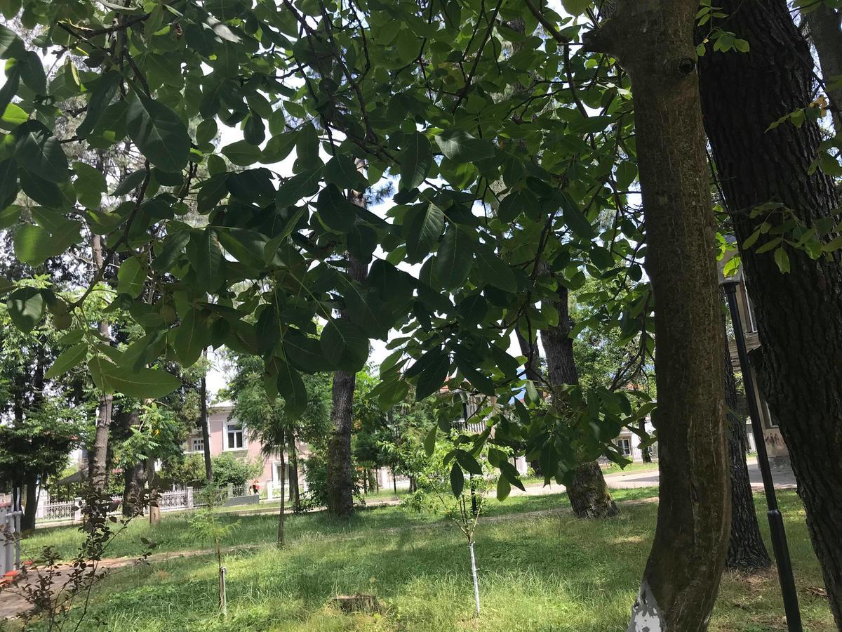 Anna Hostel Kobuleti Zewnętrze zdjęcie